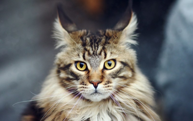 Коты Мейн кун