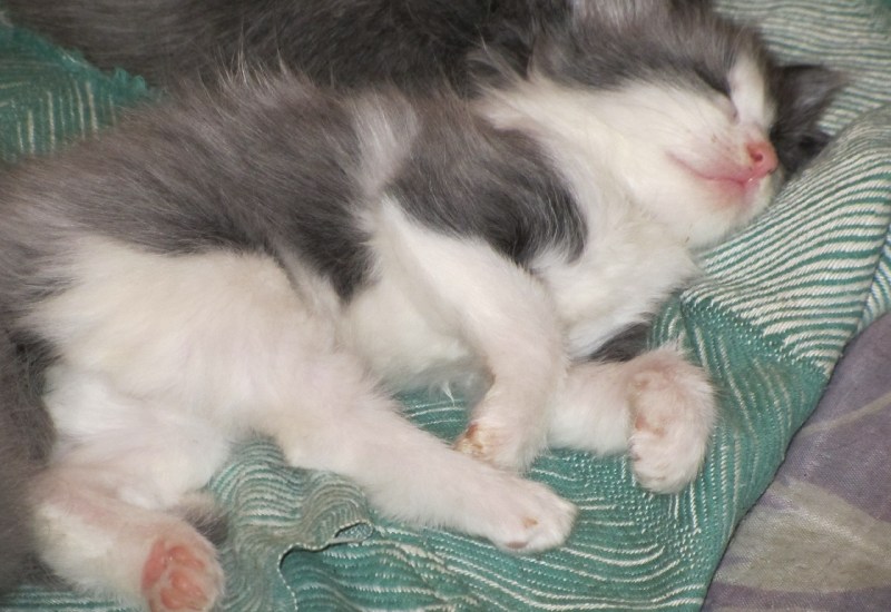 Кошку чешут смешно