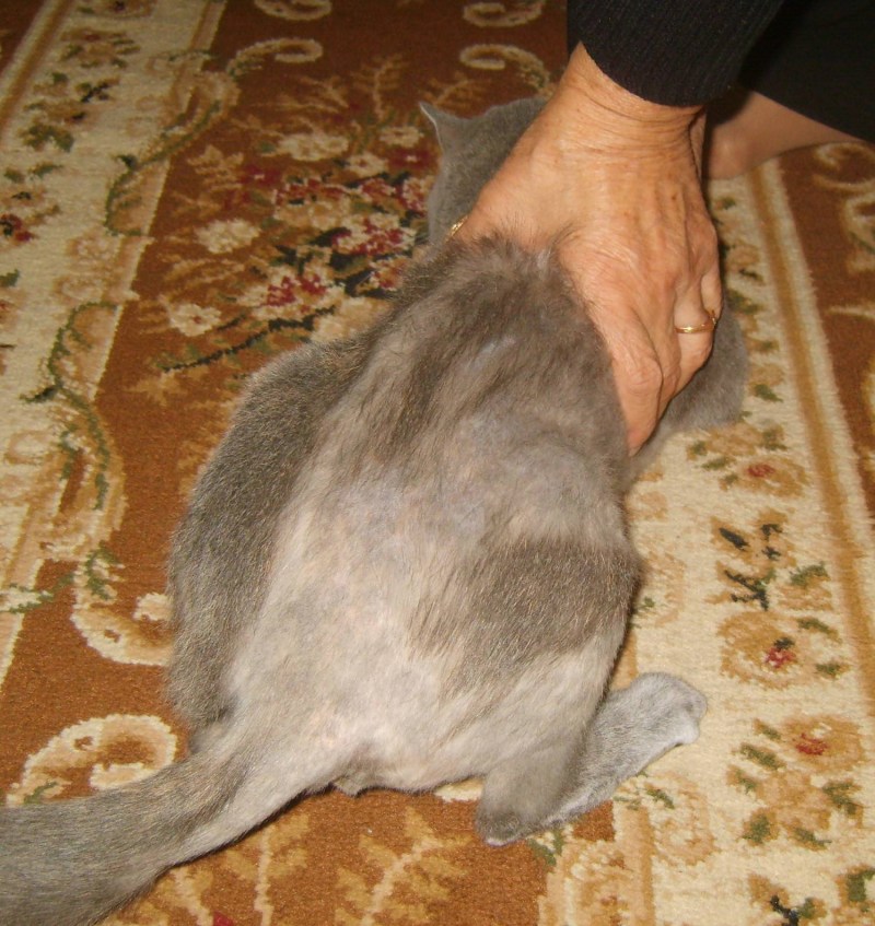 Кошачий стригущий лишай