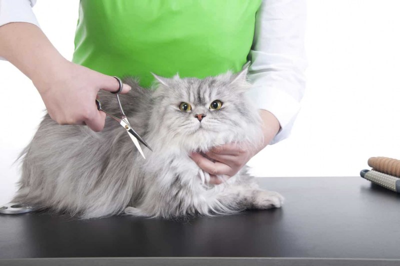 Стрижка кошек