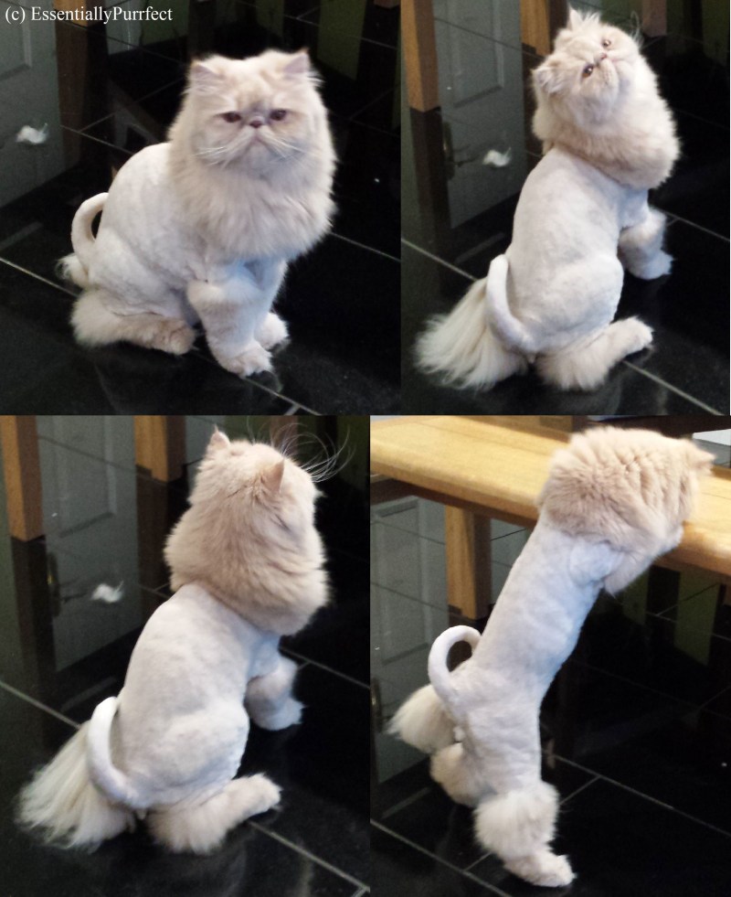 Красивые стрижки котов