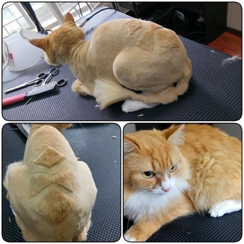 Стрижка хвоста у кота