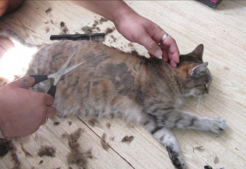Стрижка кота
