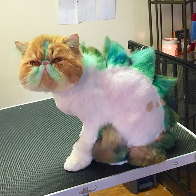 Стрижка кота под динозавра
