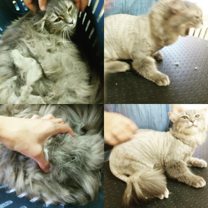 Стрижки для кошек с густой шерстью