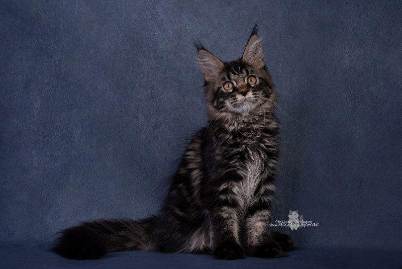 Котята Мейн кун