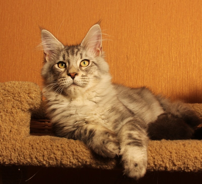 Кот Мейн кун ns22