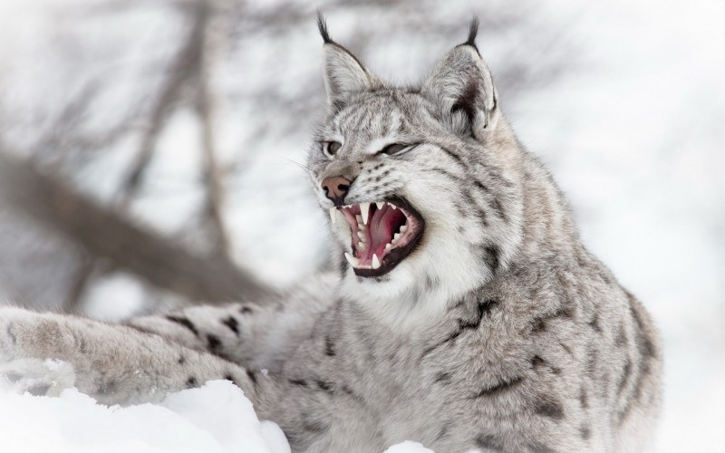 Lynx issiodorensis