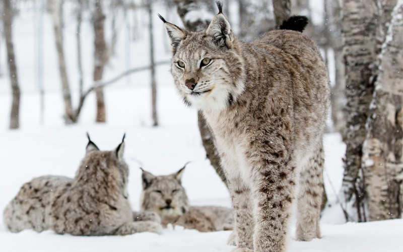 Обыкновенная Рысь Lynx Lynx