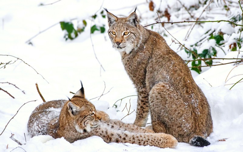 Рысь обыкновенная Lynx Lynx Linnaeus, 1758