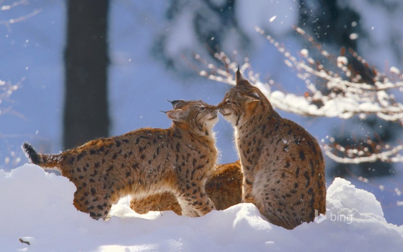 Животные зимой