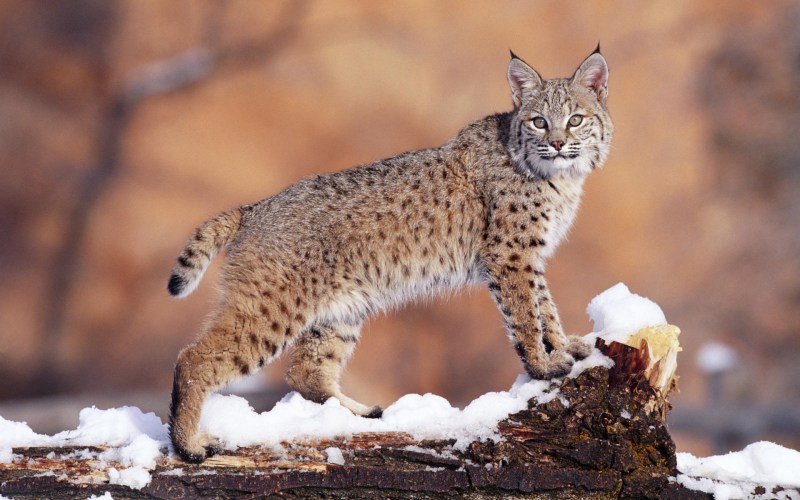 Обыкновенная Рысь Lynx Lynx