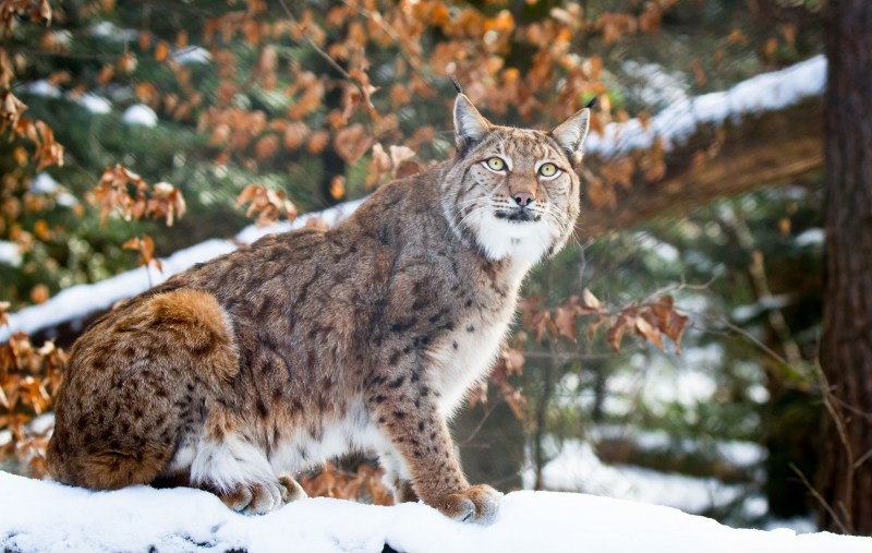 Alpen Luchs (Рысь)