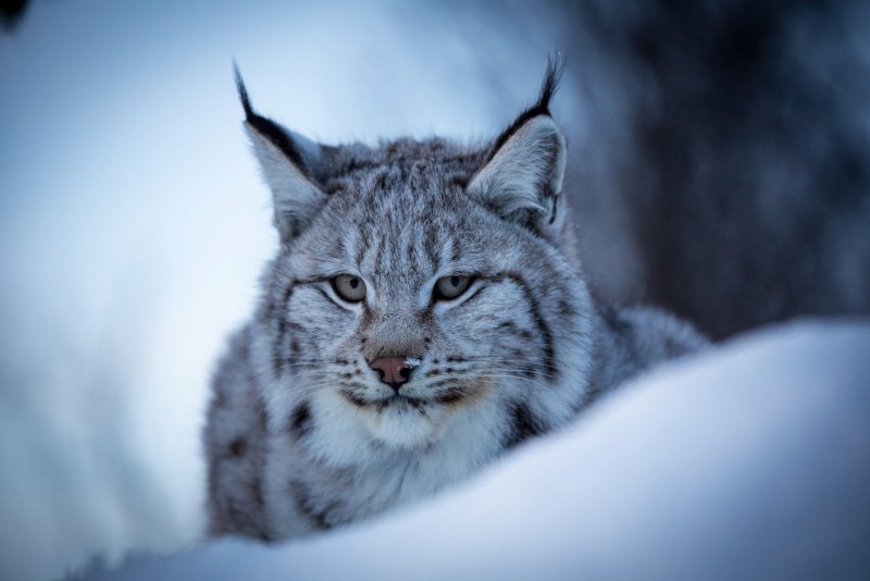 Евразийская Рысь Lynx Lynx