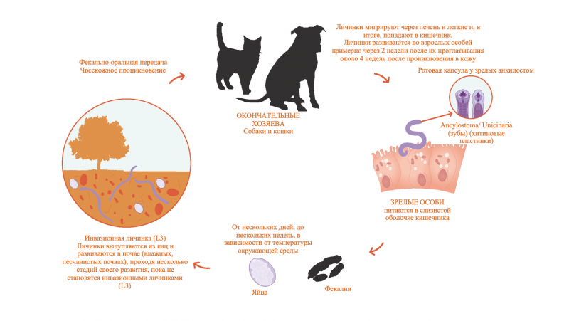 Feline Leukemia virus