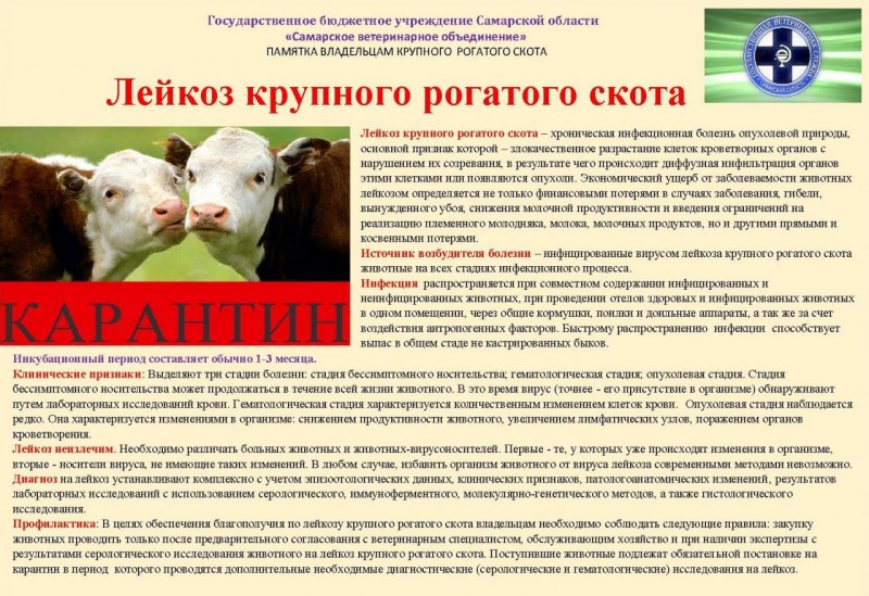 Коронавирус у кошек симптомы