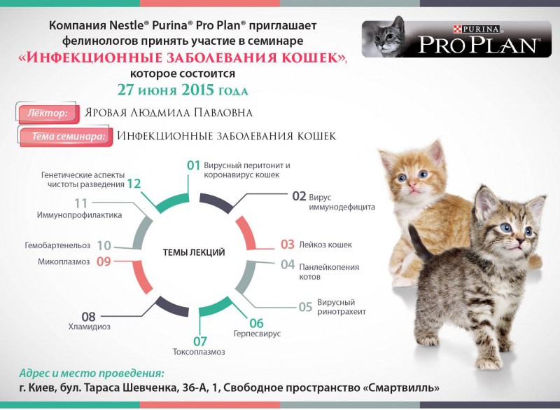 Ушиб у кошек симптомы и лечение