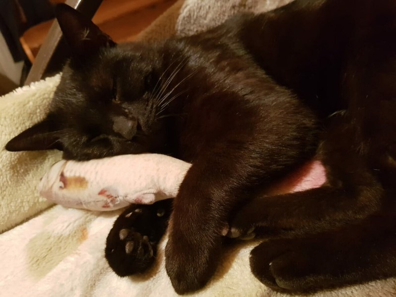 Вирусная лейкемия у кота по УЗИ