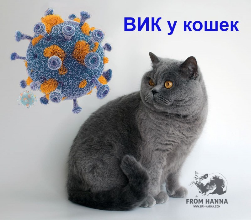 Чума кошек панлейкопения