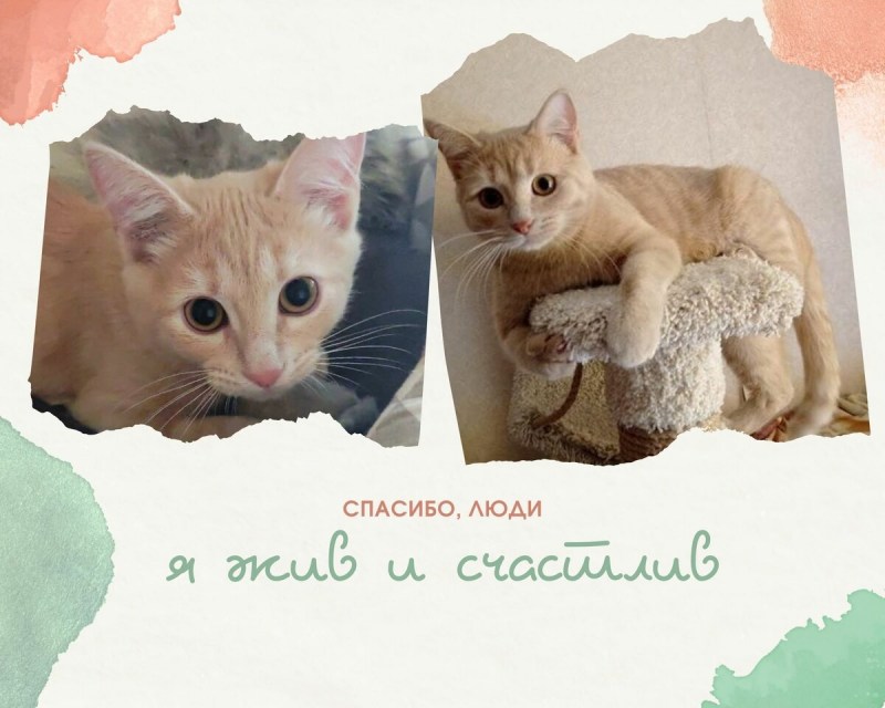 Feline Leukemia