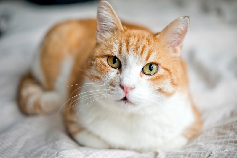 FELV