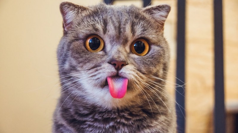 Смешные котики