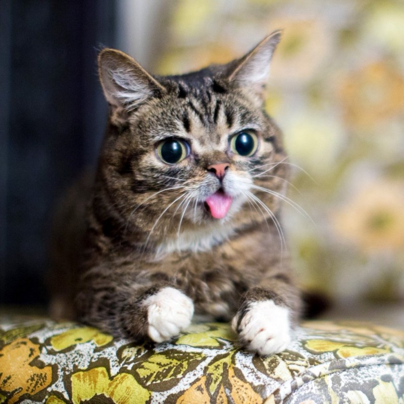 Котик с языком