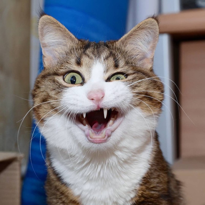 Коты с высунутым языком