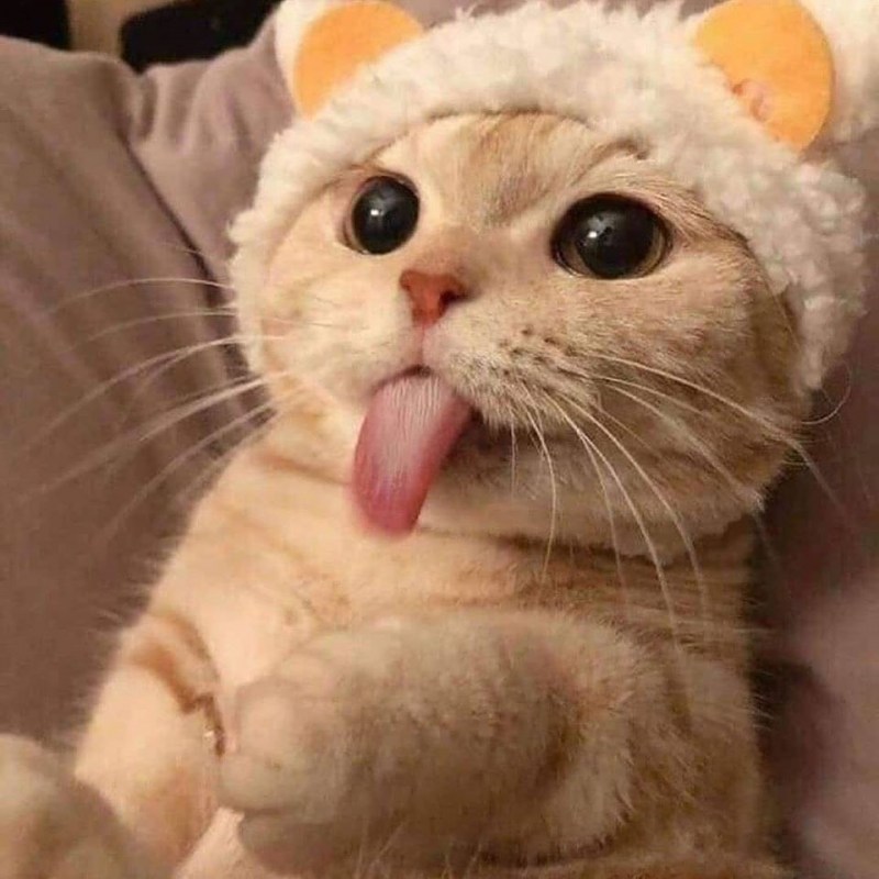 Котик с язычком