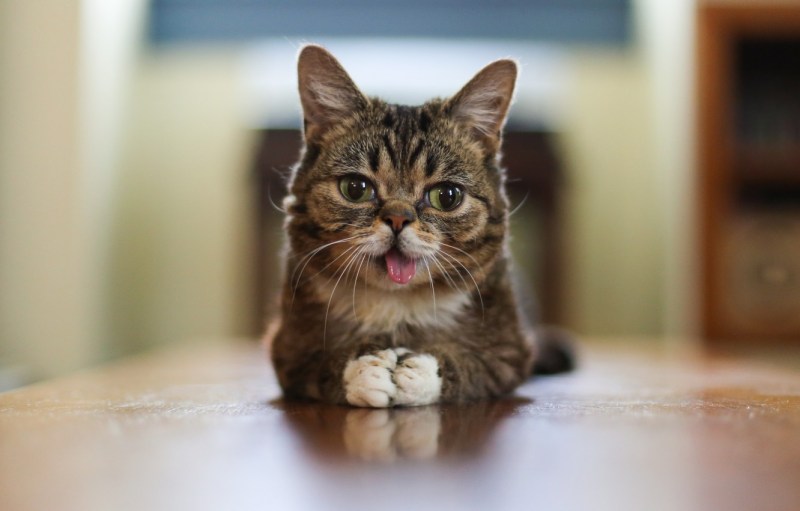 Смешной кот