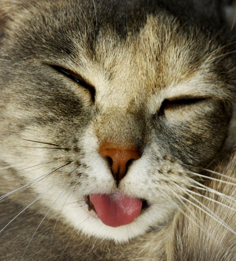 Котенок с высунутым языком