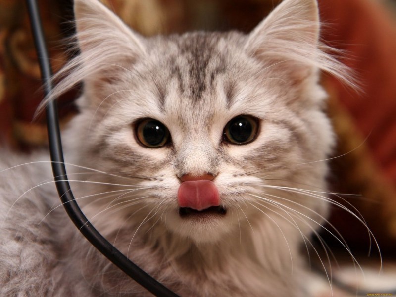 Кошка с высунутым языком
