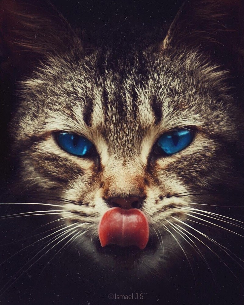 Кот с языком