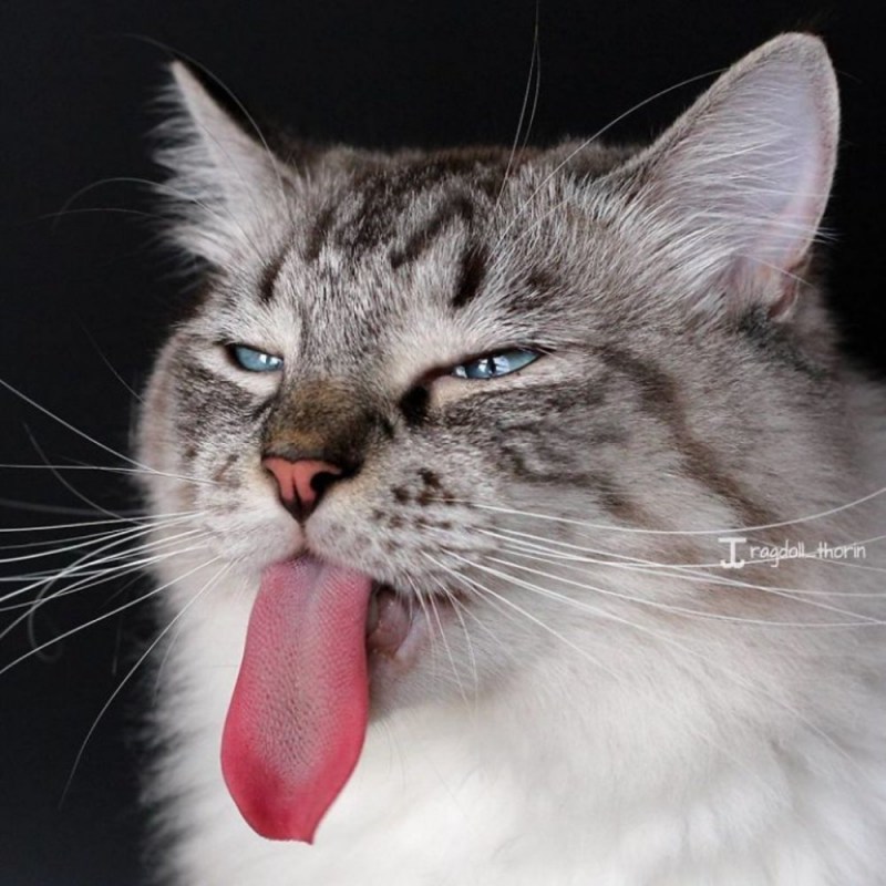 Кошка с высунутым языком