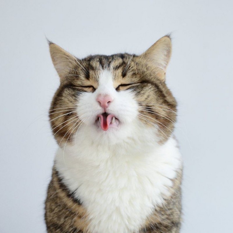 Кошка с высунутым языком