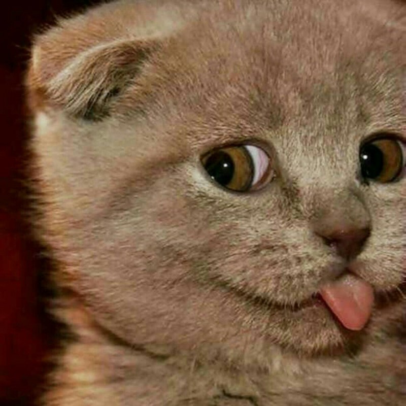 Котенок с язычком