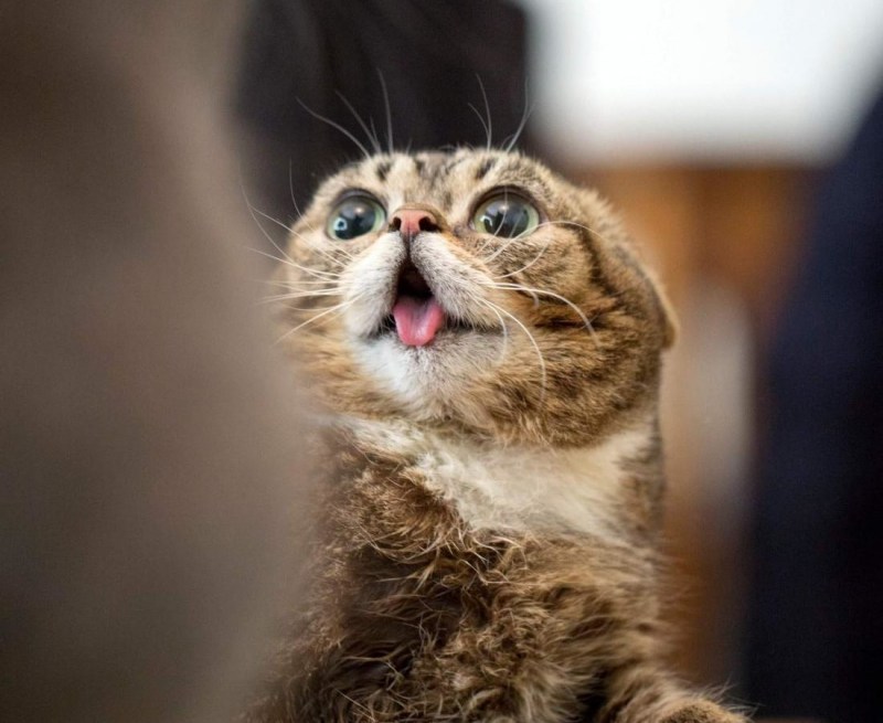 Кот с высунутым языком