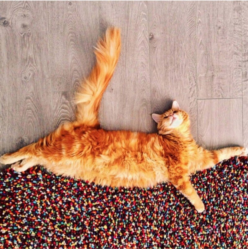 Рыжие коты и кошки
