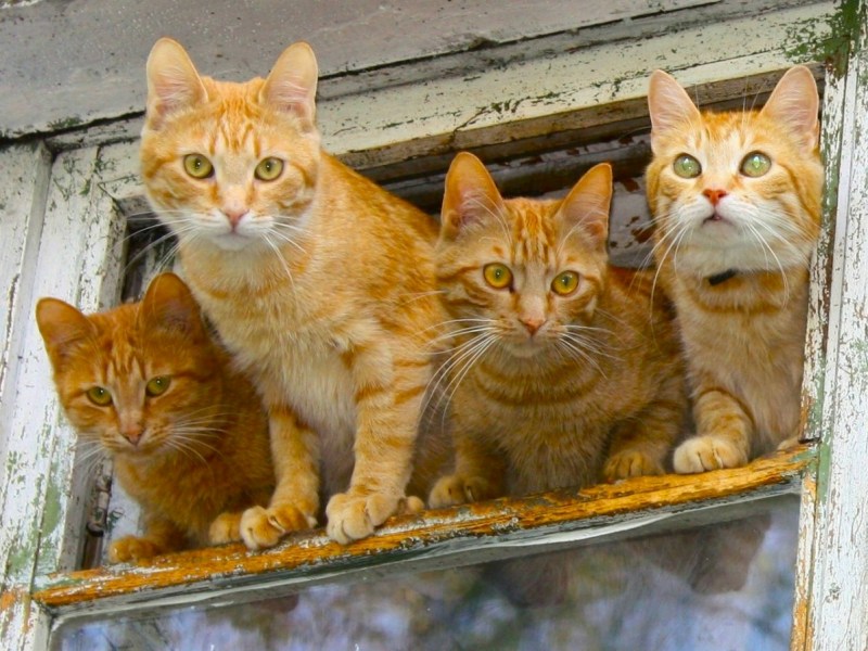 Несколько рыжих котов
