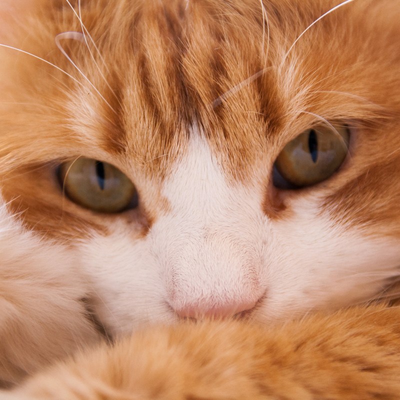 Рыжие коты