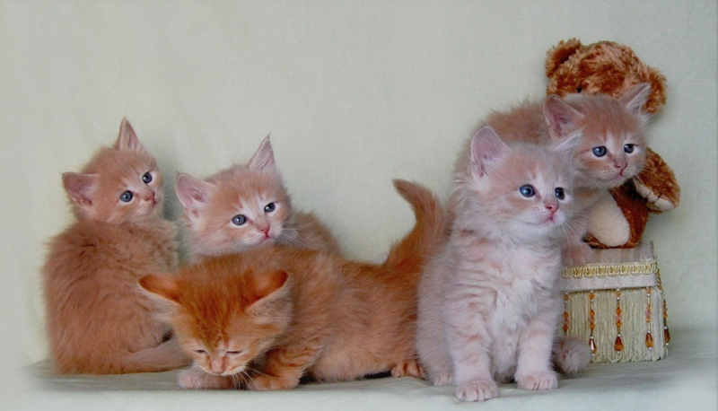 Сибирская кошка котята рыжие