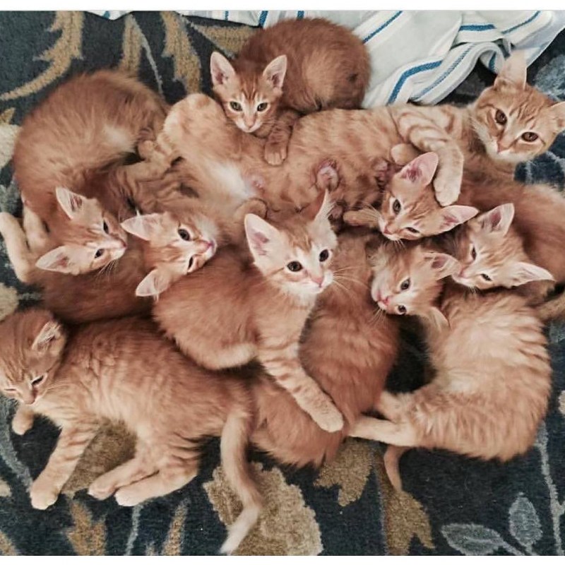 Кучка котят