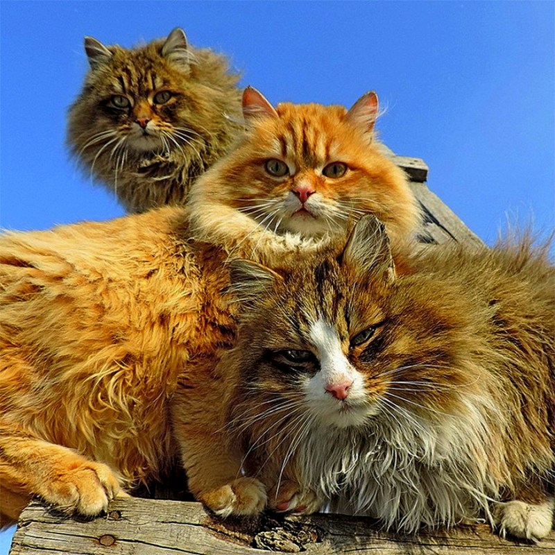 Забавные котята