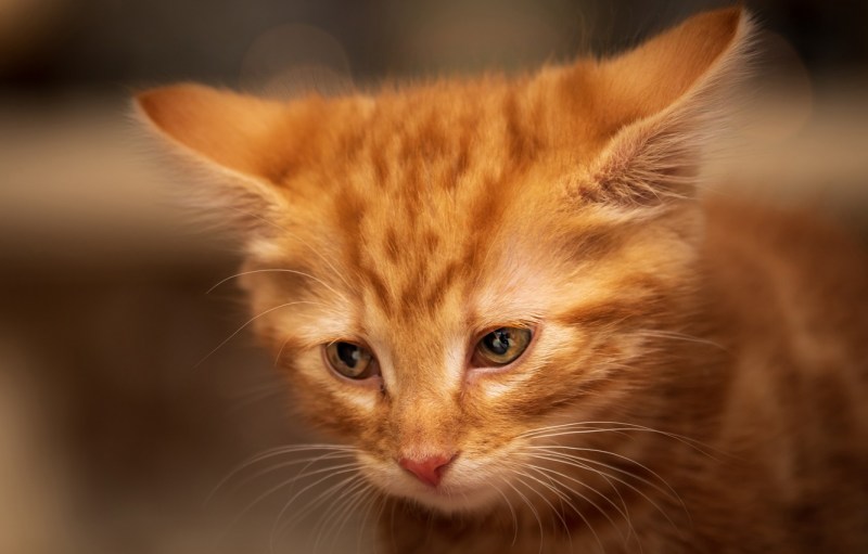 Рыжие коты