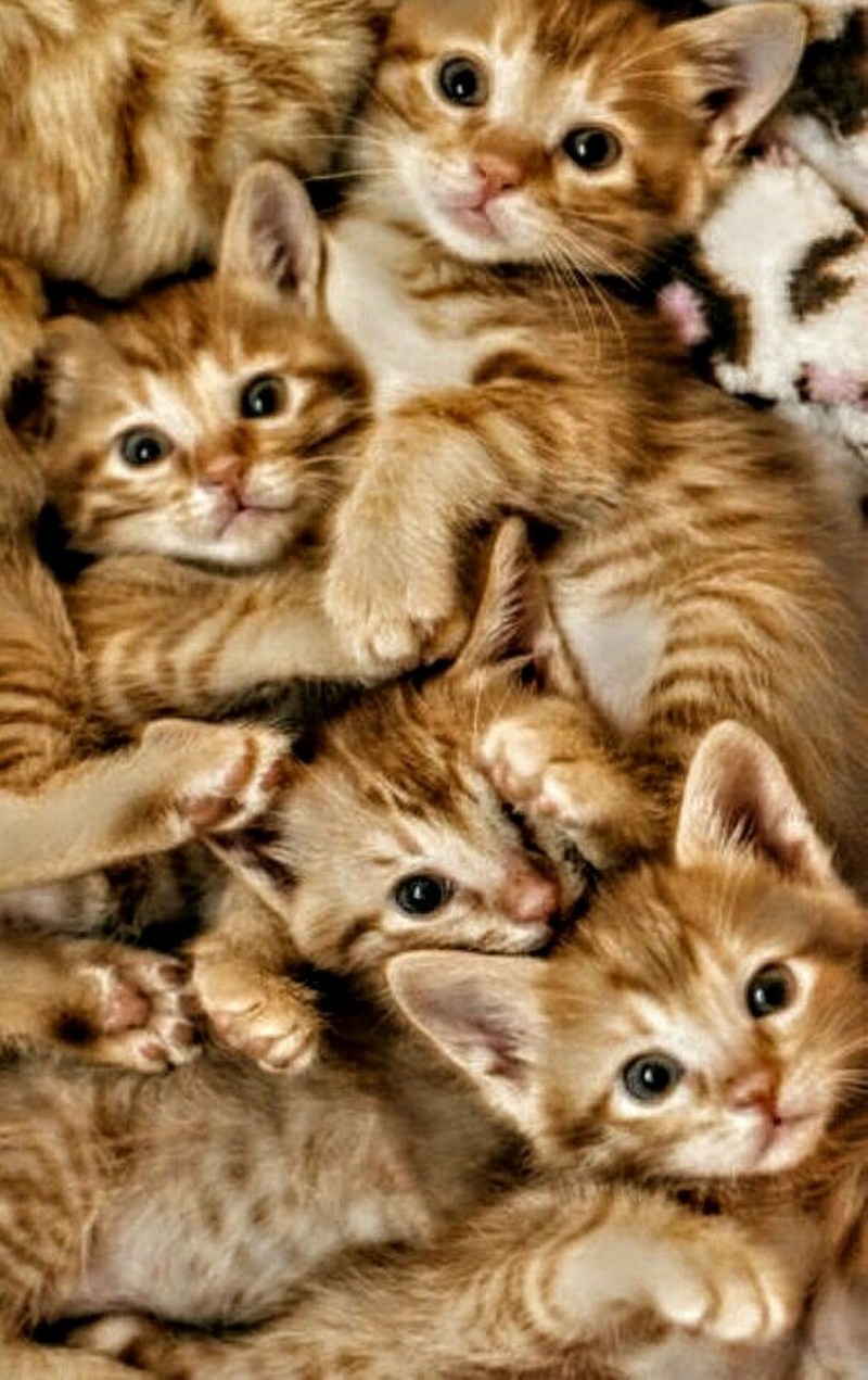 Кошка спит