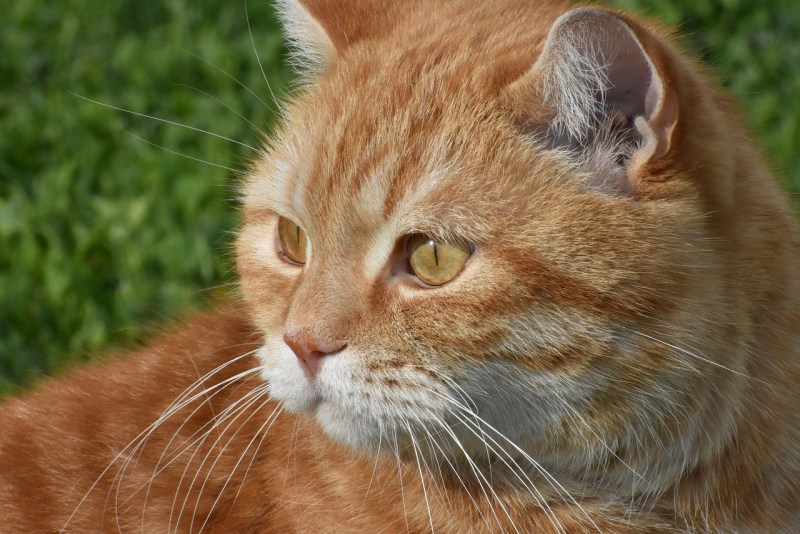 Red Cat лицо