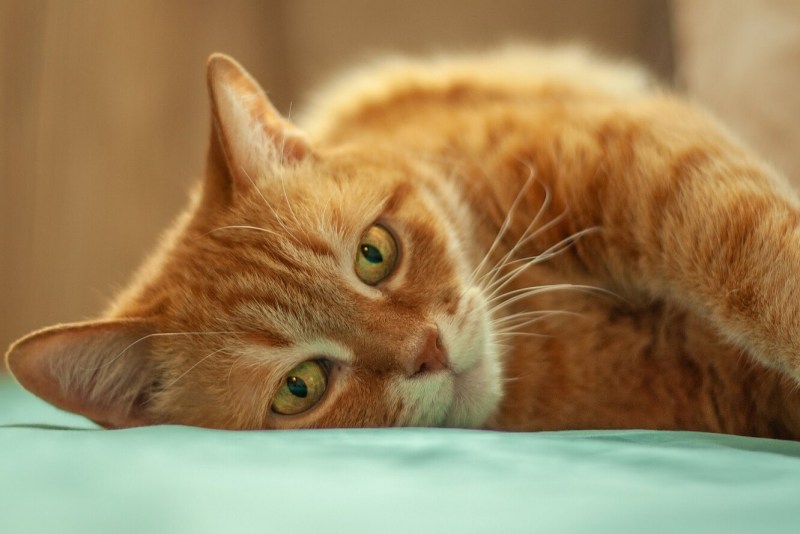Рыжий кот