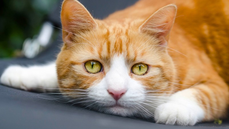 Кошка Сибирская Кошляндия