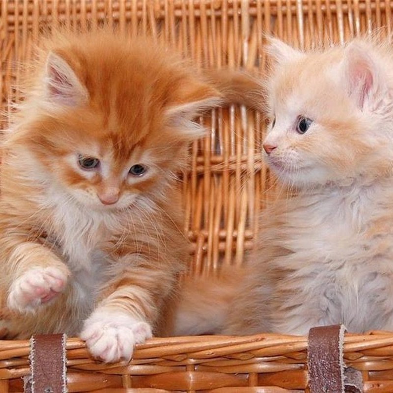 Рыжая кошка с котятами