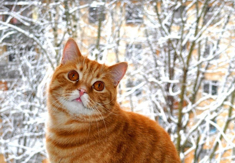 Котята в корзинке